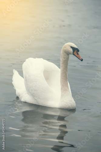 Swan with spread wings 2