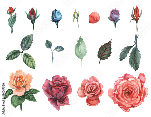 Hand painted watercolor Set of Roses, isolated on white background