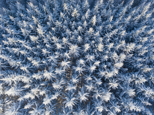 Winterwald aus der Vogelperspektive photo