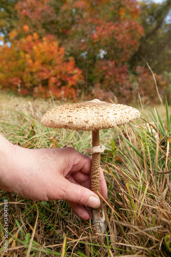 Woman picking edible parasol mushroom
