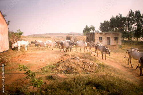 Indian farm in province Andhra Pradesh. photo