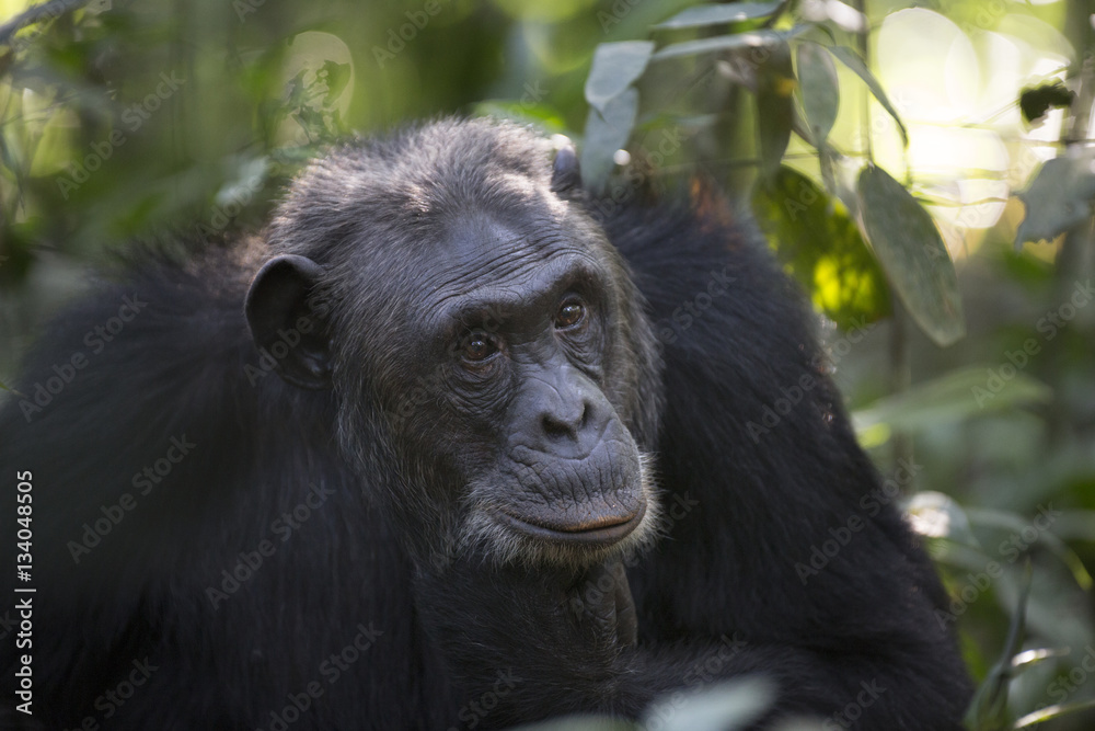 Portrait of free wild chimpanzee Portrait of free wild chimpanzee