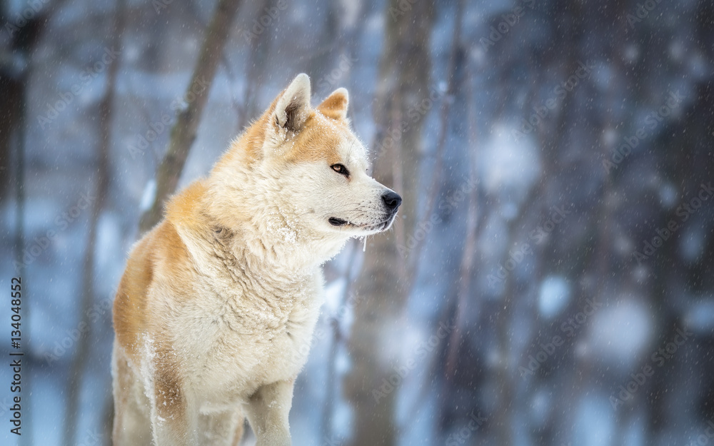 Obraz premium japanese Dog Akita Inu Winter Portrait