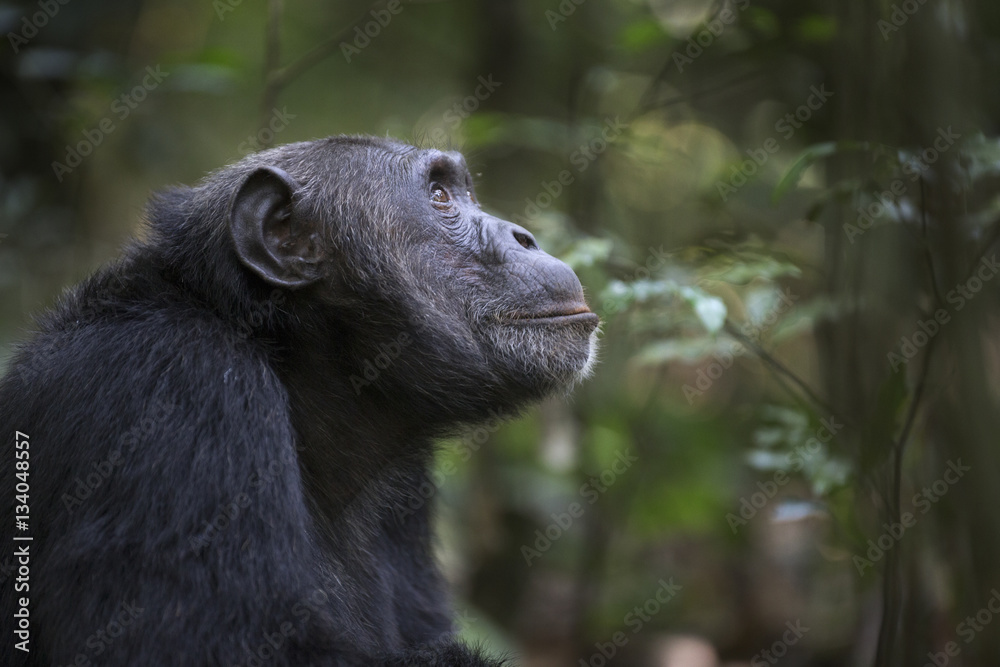 Fototapeta premium Portrait of free wild chimpanzee