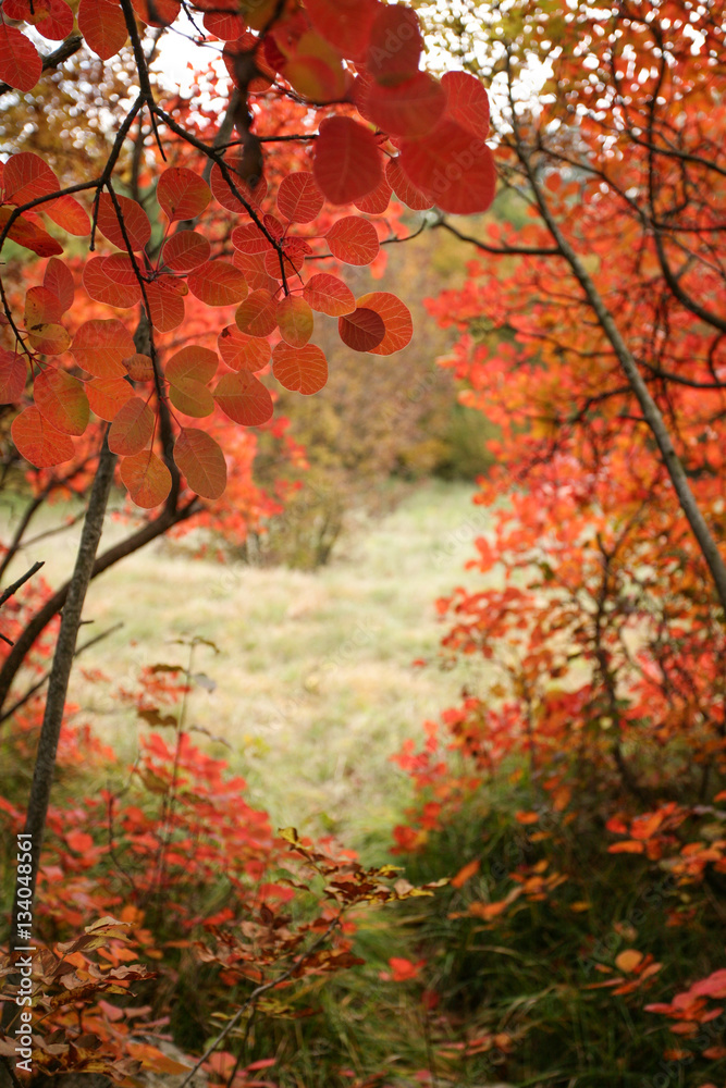 Smoke bushes in autumn