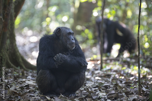 Portrait of free wild chimpanzee