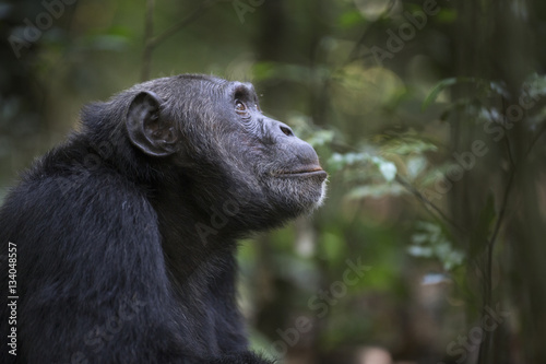 Canvas Print Portrait of free wild chimpanzee