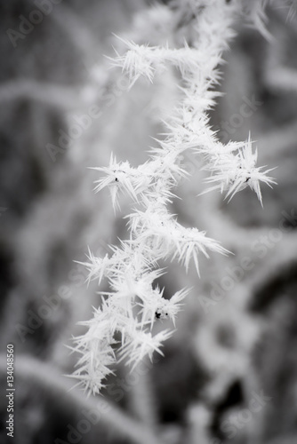 Campagne givrée, givre, blanc, neige © Tydav Photos