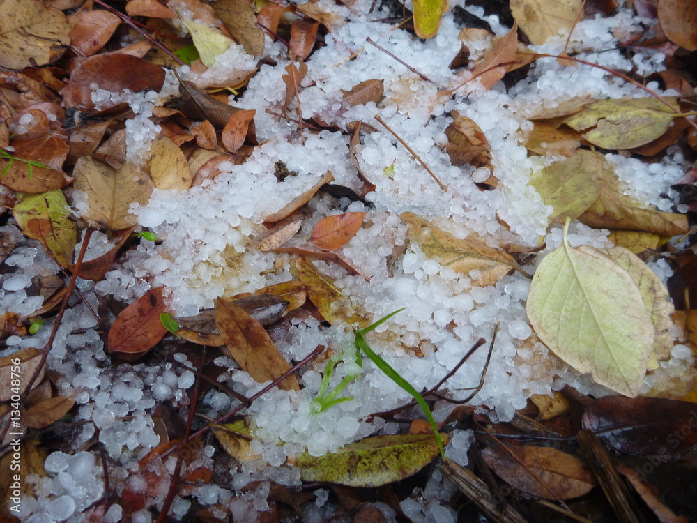 Fototapeta premium snow afrer a storm on colorful leaves