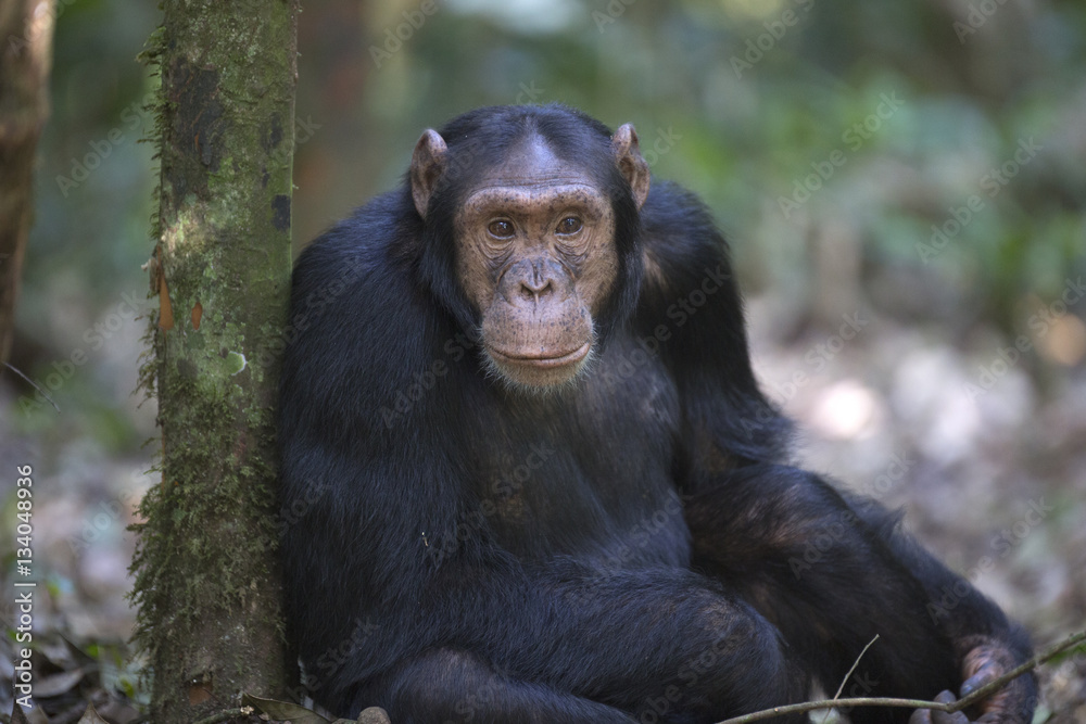 Portrait of free wild chimpanzee