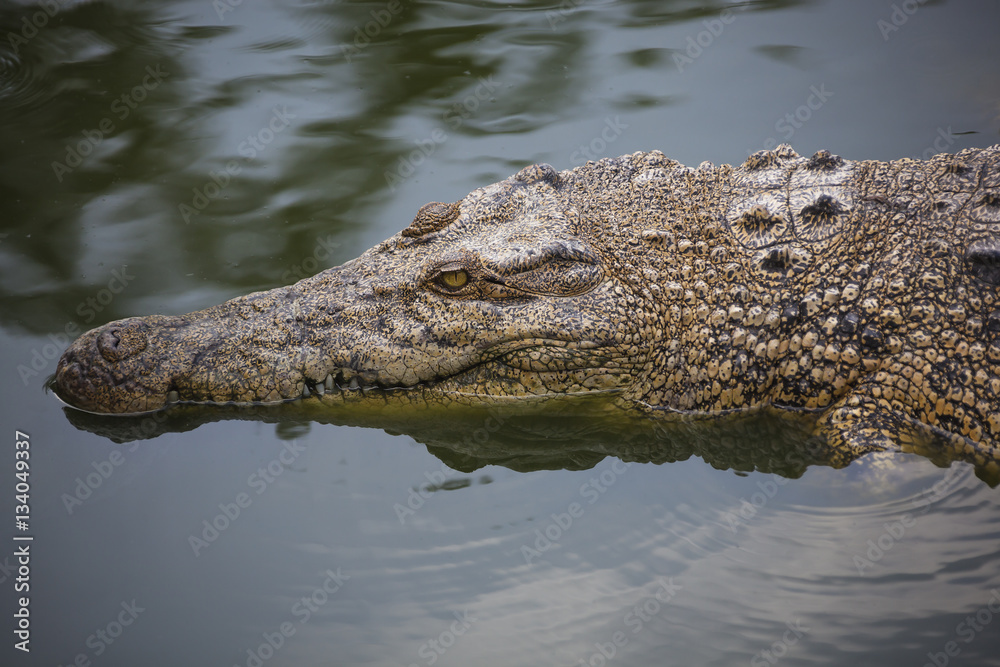 Fototapeta premium Cunning crocodile waits for victim in nursery on Langkawi island