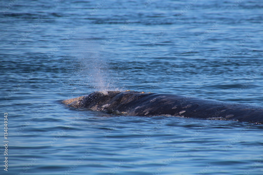Fototapeta premium Grauwal-Baja California- Whale Watching