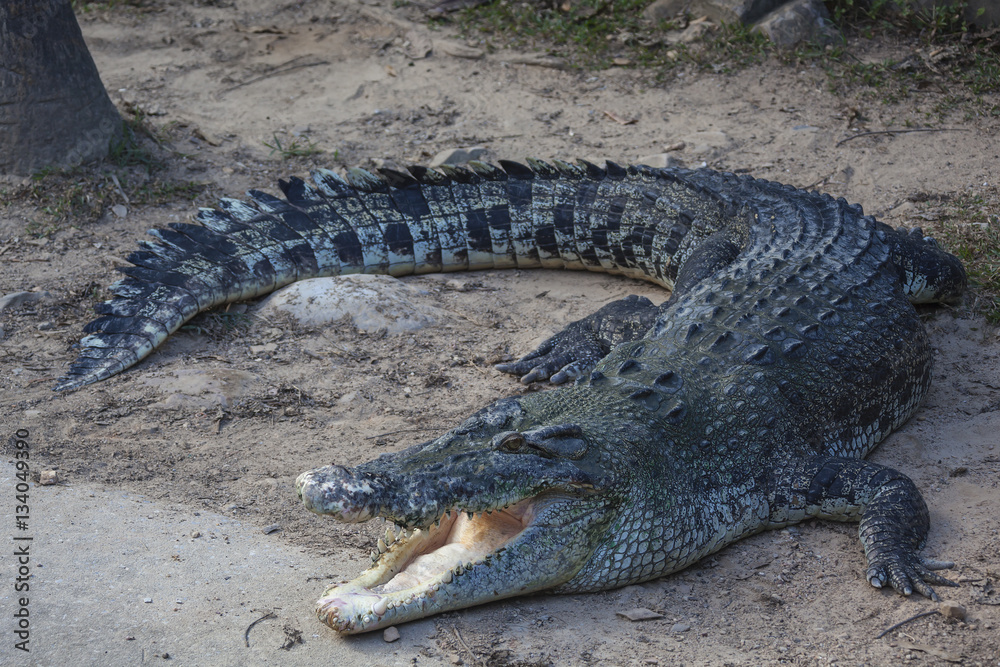 Obraz premium Crocodile relaxing on sand in nursery on Langkawi island