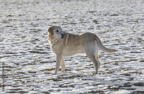 Fototapeta Naklejka Na Ścianę i Meble -  young labrador dog enjoys  the snow covered field