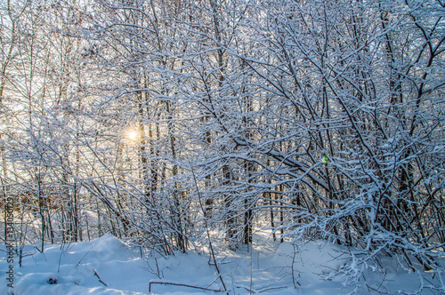 sunny weather . Winter forest landscape, snow