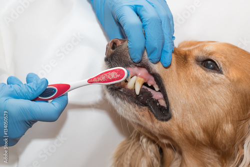dental problems in dogs treatment of dental plaque in dogs photo