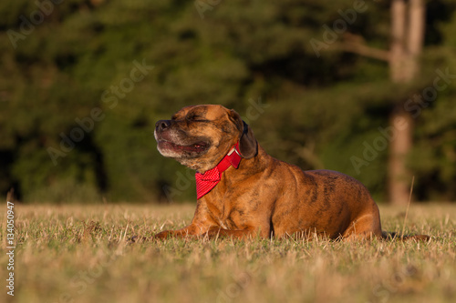 Fototapeta Naklejka Na Ścianę i Meble -  Happy Pet Dog Laying Down Smiling With Bandana