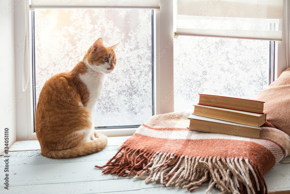 Naklejka premium Red-white cat and branch of cherry tree in glass jar on windowsill. In the background frosty pattern on window. Cozy home concept.