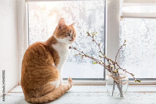 Fototapeta Naklejka Na Ścianę i Meble -  Red-white cat and branch of cherry tree in glass jar on windowsill. In the background frosty pattern on window. Cozy home concept.