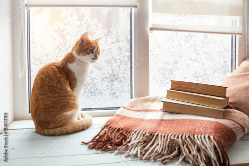 Fototapeta Naklejka Na Ścianę i Meble -  Red-white cat and branch of cherry tree in glass jar on windowsill. In the background frosty pattern on window. Cozy home concept.