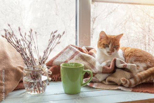 Fototapeta Naklejka Na Ścianę i Meble -  Cup of coffee, books, branch of willow tree, wool blanket and red-white cat on windowsill. In the background snow tree pattern on window. Cozy home concept.