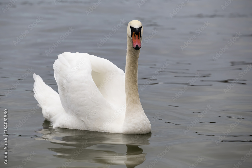 Fototapeta premium Mute swan posing