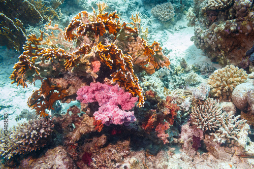 Beautiful coral at the bottom of the red sea.