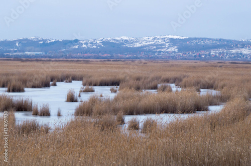 Fototapeta Naklejka Na Ścianę i Meble -  Landscape picture of a frozen lake with reeds
