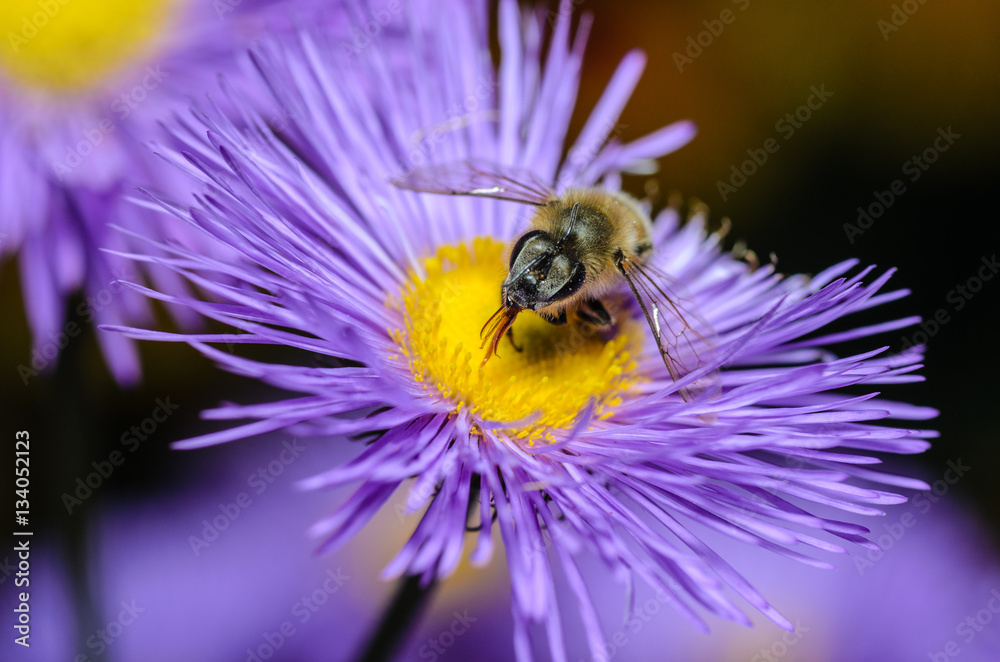 Bee collects nectar