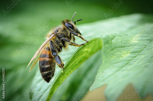 Bee sitting on green leaf © alex_1910