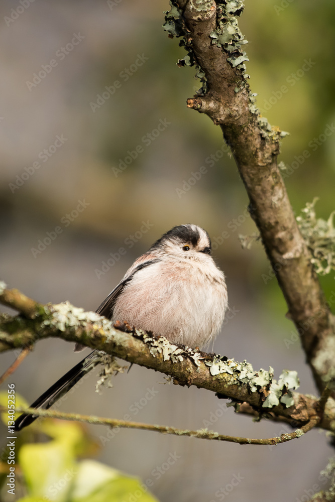 Long-tailed Tit, Tit, Aegithalos caudatus Long-tailed Tit, Tit, Aegithalos caudatus