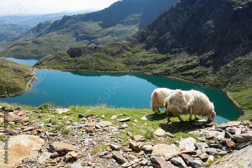 Track in Snowdonia National Park, North Wales, United Kingdom; view of the mountains and the lakes, two sheep, selective focus