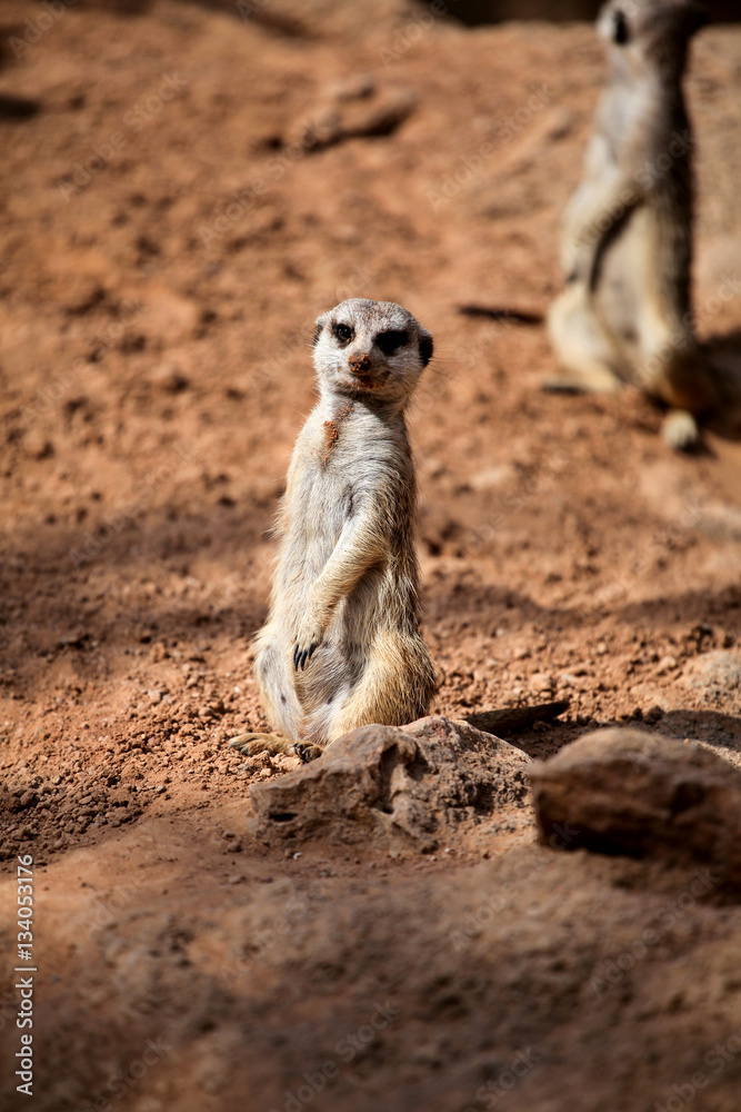 Fototapeta premium Meerkat on sand and enjoy in sunny day
