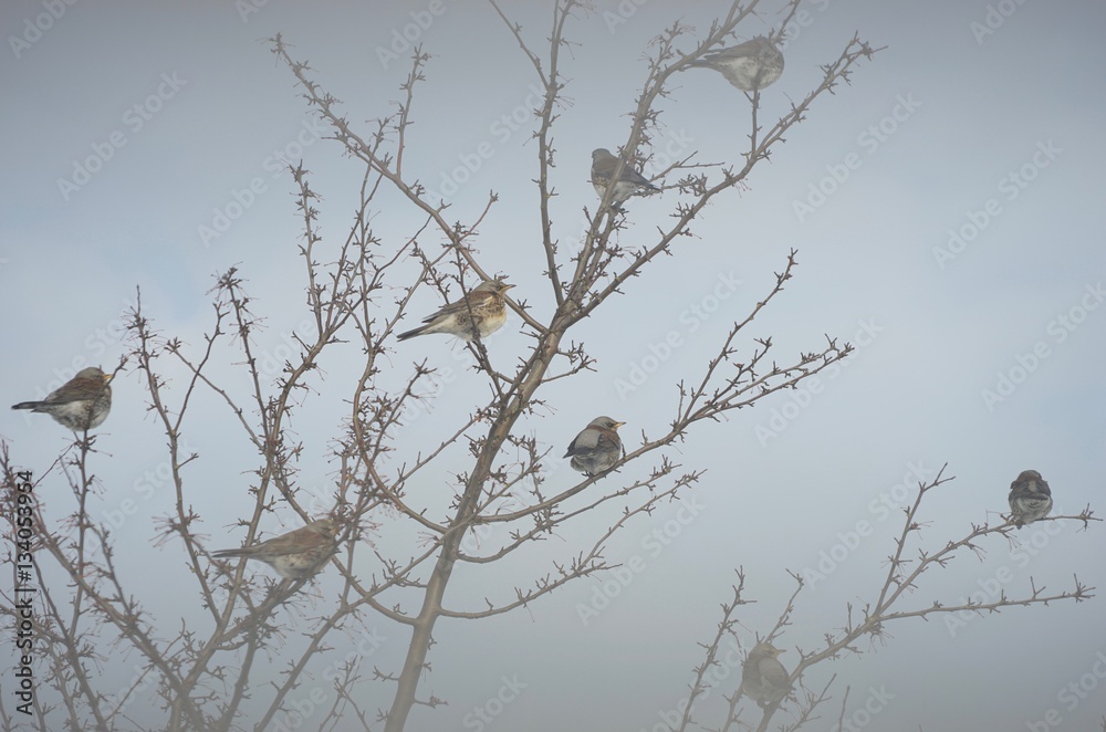 Wacholderdrosseln im Zierapfelbaum Wacholderdrosseln im Zierapfelbaum