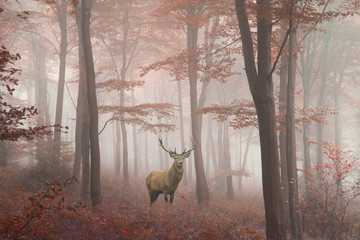 Deken met foto Hert Edelhert in mistig herfstbos warme kleuren  © veneratio