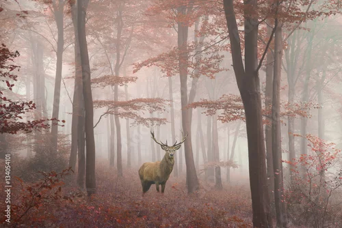 Obraz widok pięknego, dorodnego jelenia w mglistym, jesiennnym lesie