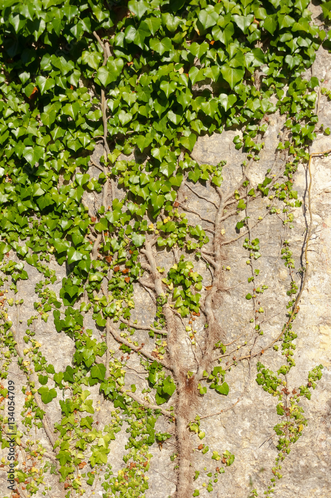 Plant growing up the wall. Green leaves on stone wall. Nature ba Plant growing up the wall. Green leaves on stone wall. Nature ba