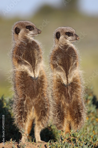 Erdmännchen /Meerkats © Melanie