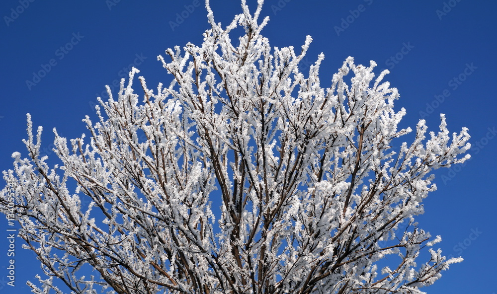 Shiny, frosty morning. The snow covering tree branches in winter. Shiny, frosty morning. The snow covering tree branches in winter.