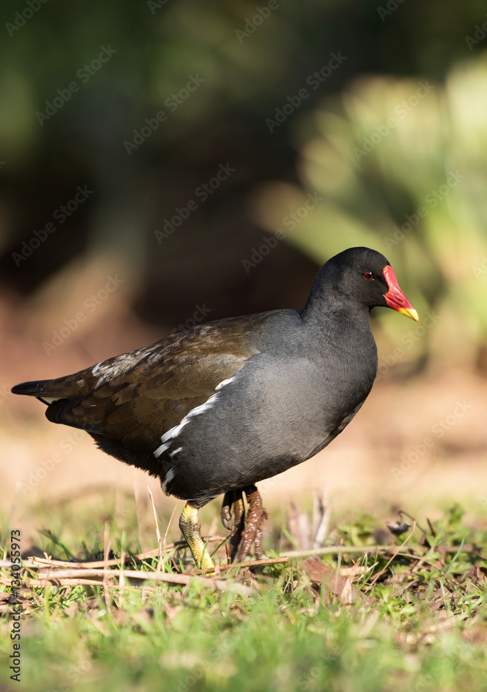 Common Moorhen, Moorhen, Gallinula chloropus Common Moorhen, Moorhen, Gallinula chloropus