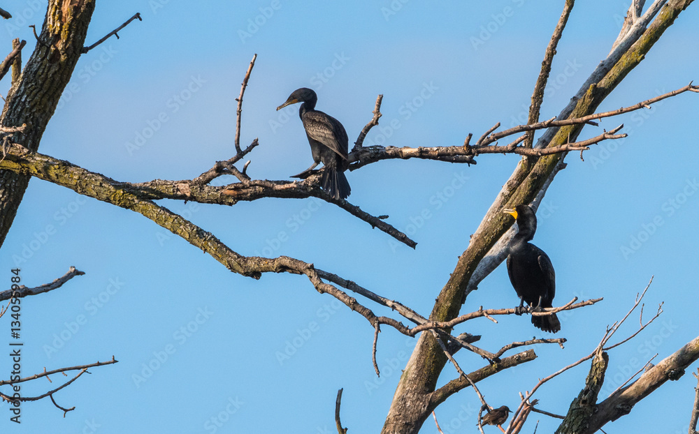 A pair of large black double-crested cormorant (Phalacrocorax auritus), waterbirds sporting orange tipped hooked bills, these cormorants can be found in eastern Ontario in early springtime and summer. A pair of large black double-crested cormorant (Phalacrocorax auritus), waterbirds sporting orange tipped hooked bills, these cormorants can be found in eastern Ontario in early springtime and summer.