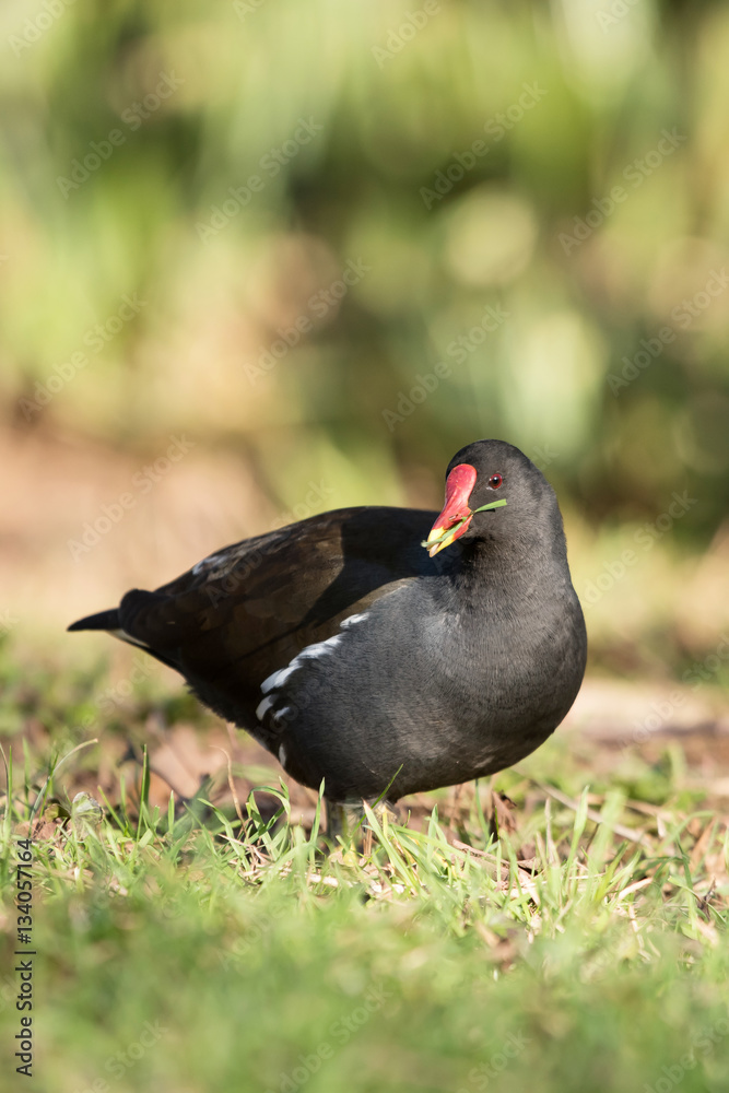 Common Moorhen, Moorhen, Gallinula chloropus Common Moorhen, Moorhen, Gallinula chloropus