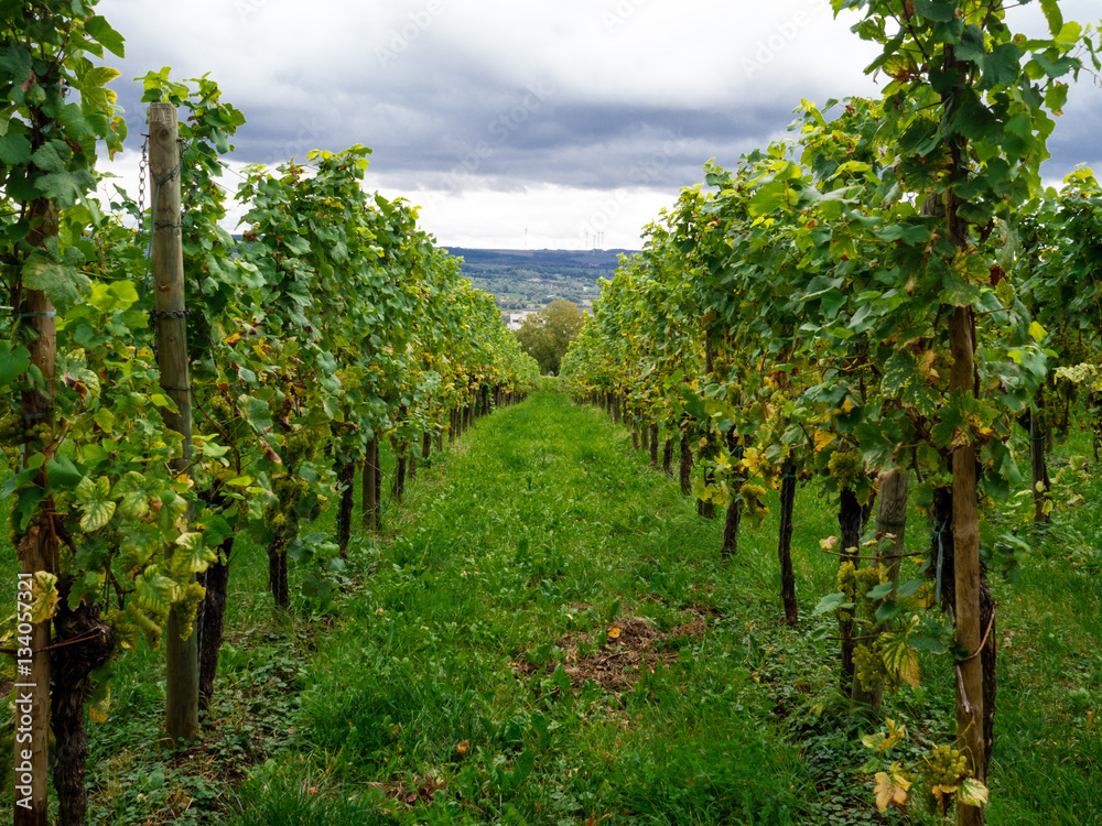 View of vineyard meadow in remich luxembourg View of vineyard meadow in remich luxembourg