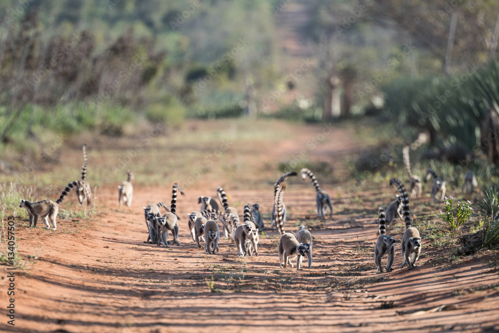 Naklejka premium Ring-tailed lemurs.