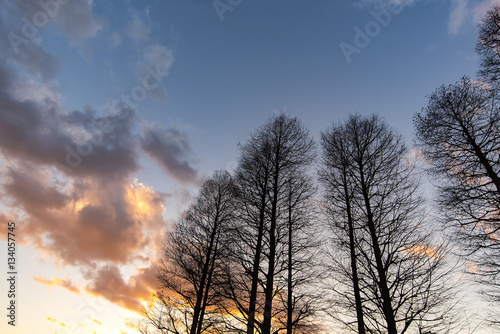 Silhouettes of trees during an amazing sunset over the forest