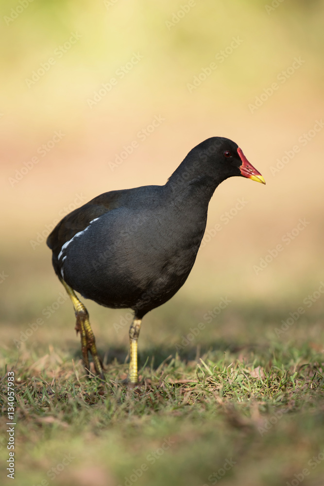 Common Moorhen, Moorhen, Gallinula chloropus Common Moorhen, Moorhen, Gallinula chloropus