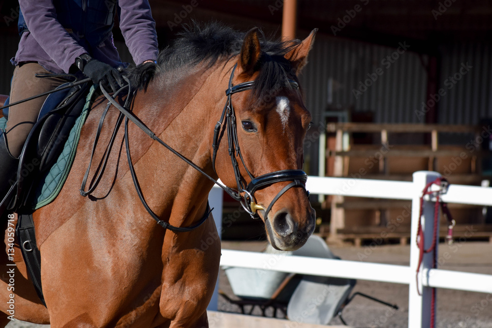 Bay Horse Bay Horse