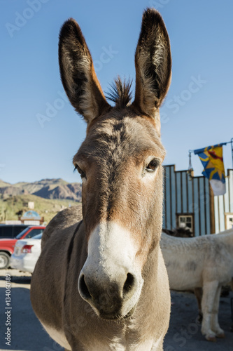 Burros (Donkeys) in Oatman Chost town in Arizona