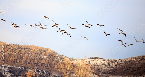 Canadian Geese