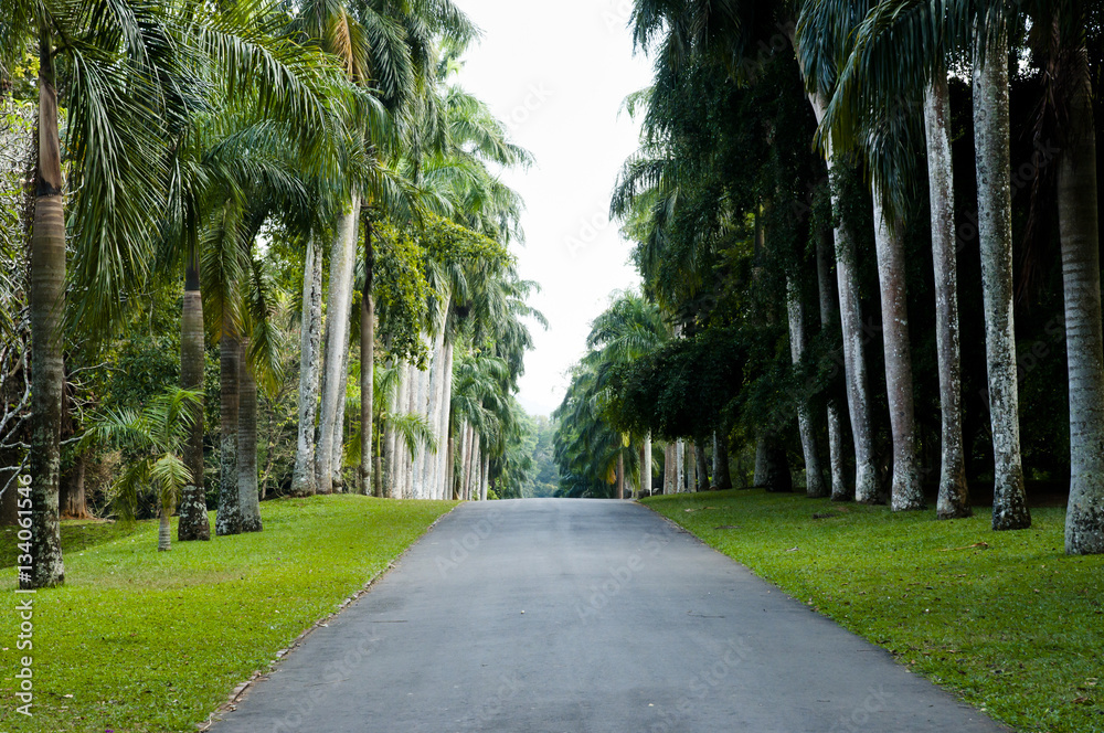 Peradeniya Royal Botanical Gardens - Kandy - Sri Lanka